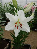 [3457 Silentia(W07 0363-02) VZ No02.JPG]